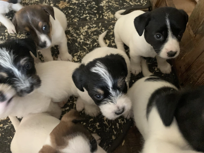 Jack Russell Mix