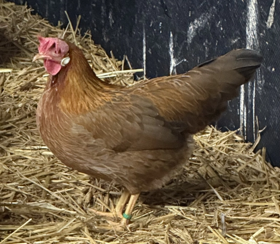 Zwerg Italiener Hühner