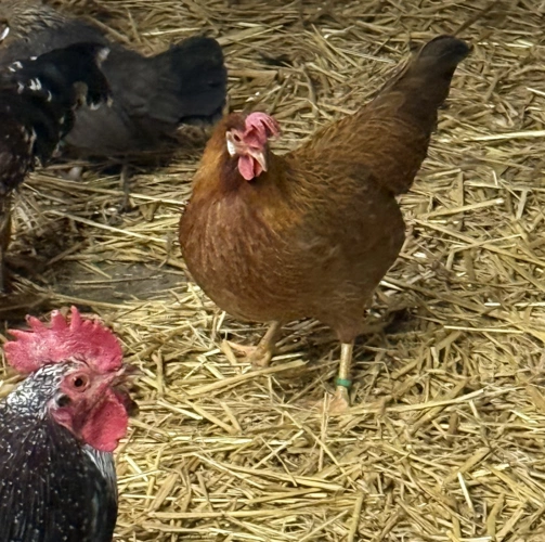 Zwerg Italiner Hühner