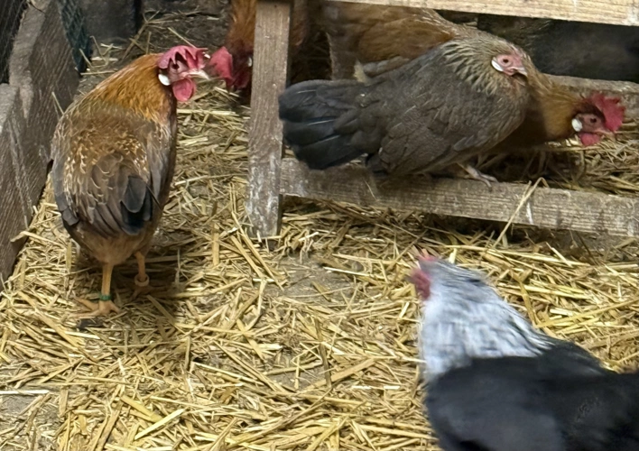 Zwerg Italiener  Hühner