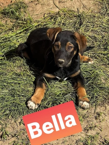 Bella