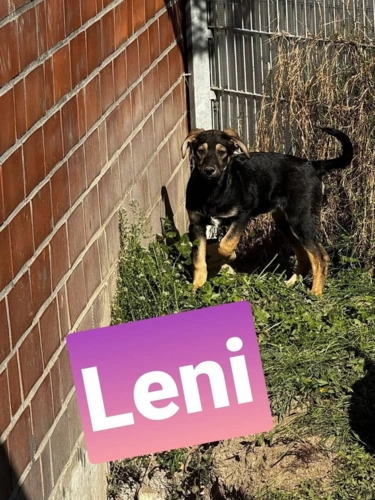 Leni