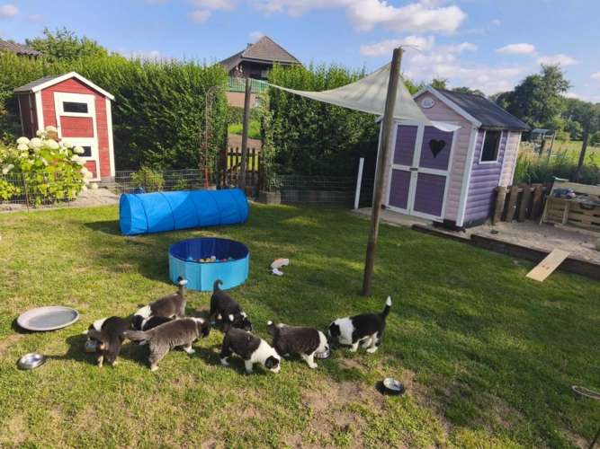 Das Abenteuerland im Garten