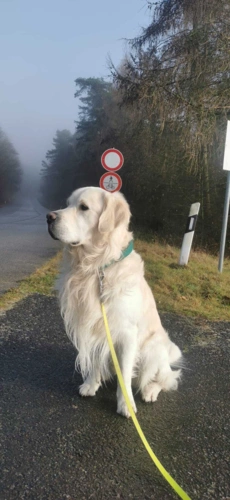 Rüde