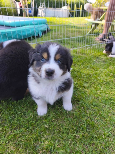 Simba