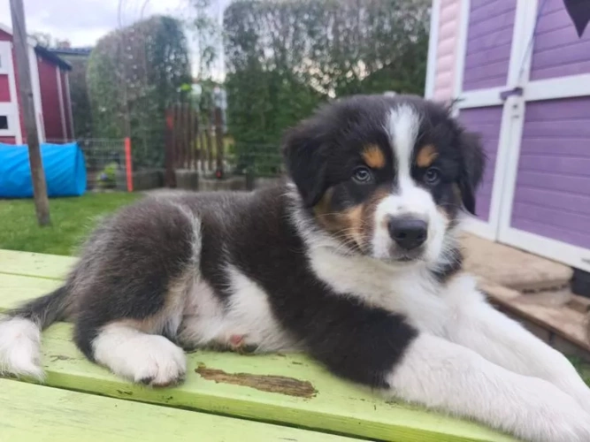 Simba